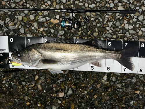 シーバスの釣果