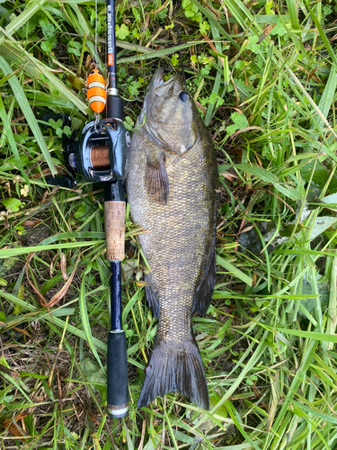 スモールマウスバスの釣果