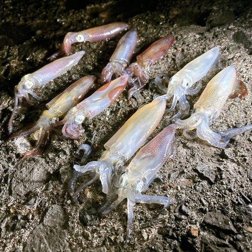 マメイカの釣果