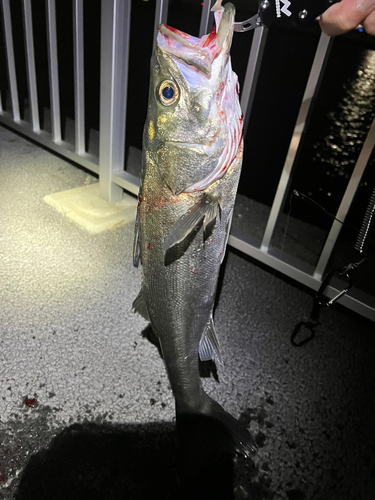 フッコ（マルスズキ）の釣果