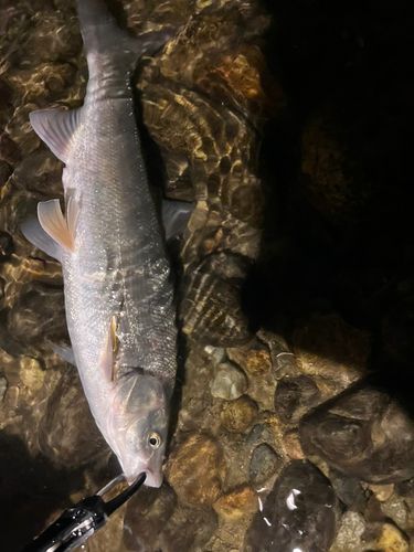 ウグイの釣果