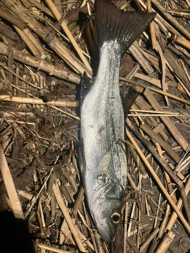 セイゴ（マルスズキ）の釣果