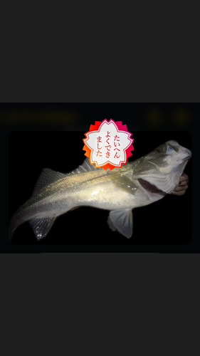 シーバスの釣果