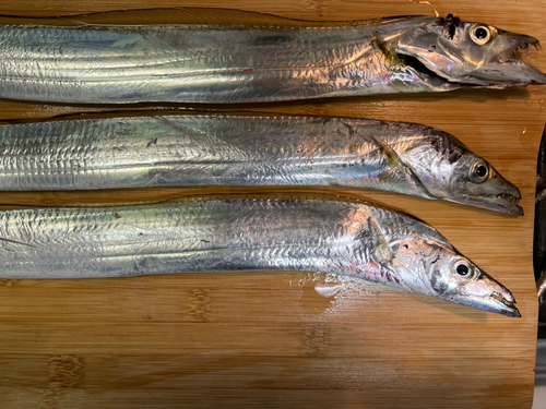 タチウオの釣果