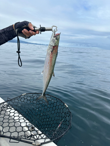 サゴシの釣果