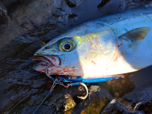 ワカシの釣果