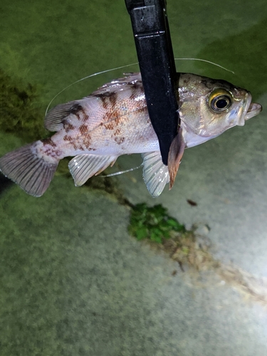 アイナメの釣果