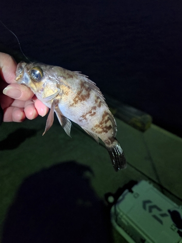 シロメバルの釣果