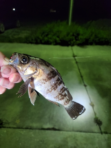 シロメバルの釣果