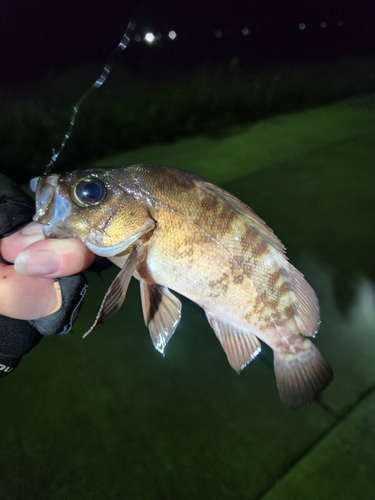 シロメバルの釣果