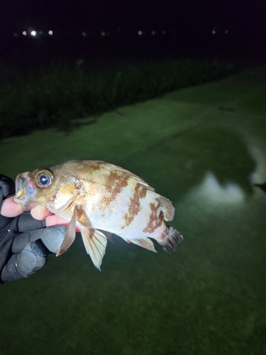 シロメバルの釣果