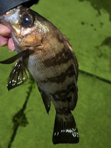 シロメバルの釣果