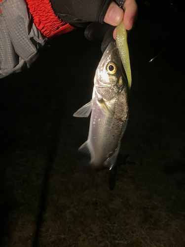 セイゴ（マルスズキ）の釣果