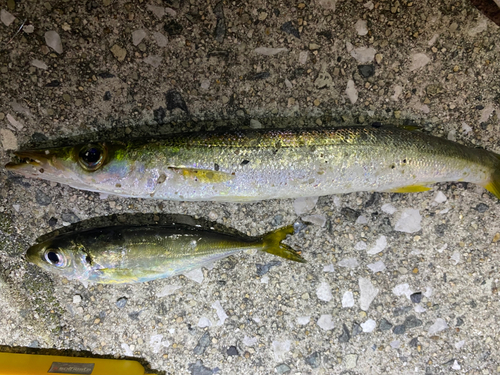 カマスの釣果