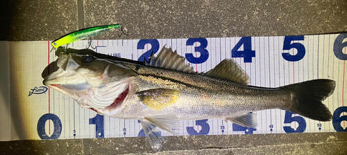 シーバスの釣果