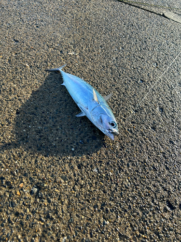 館山湾