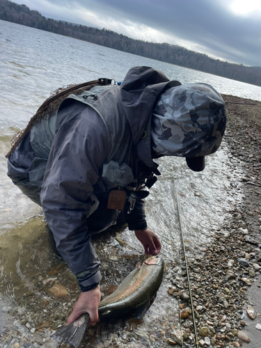 ニジマスの釣果