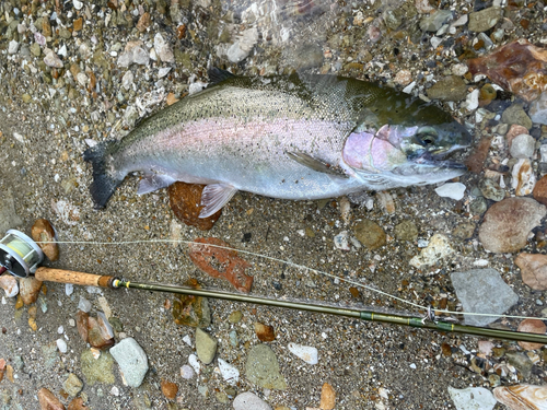 ニジマスの釣果