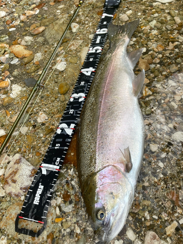 ニジマスの釣果