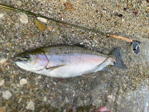 ニジマスの釣果