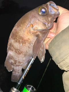 シロメバルの釣果