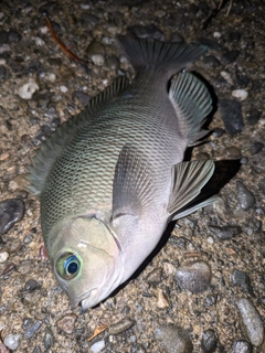 メジナの釣果