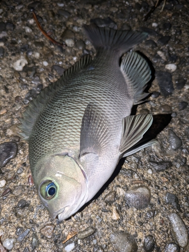 メジナの釣果