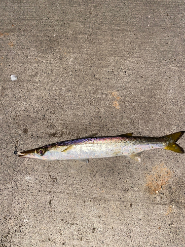 カマスの釣果