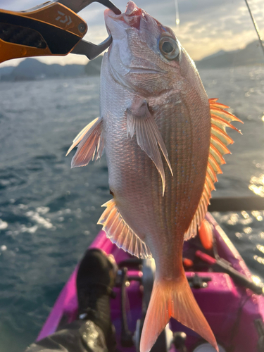 マダイの釣果