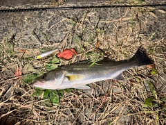 フッコ（マルスズキ）の釣果