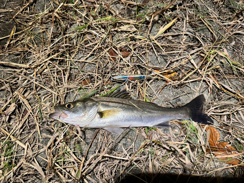 フッコ（マルスズキ）の釣果