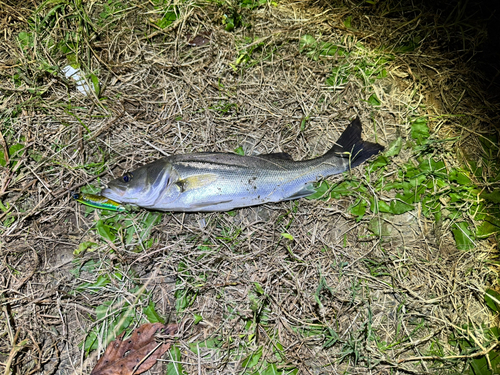 フッコ（マルスズキ）の釣果