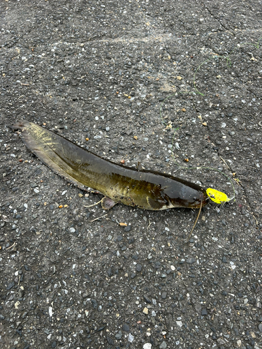 ニホンナマズの釣果