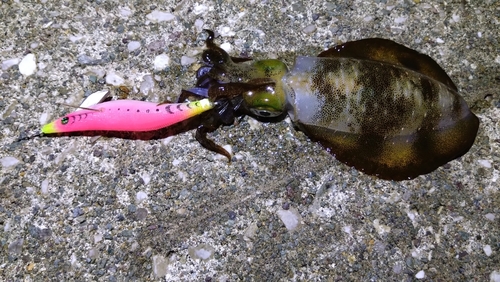 アオリイカの釣果