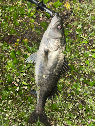 スズキの釣果