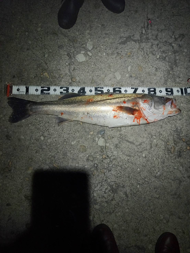 シーバスの釣果