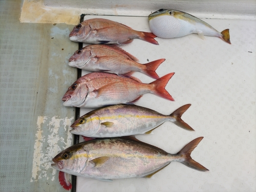 マダイの釣果