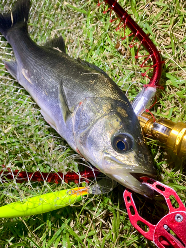 フッコ（マルスズキ）の釣果