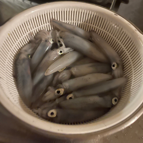 マメイカの釣果