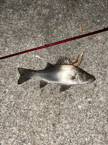 セイゴ（マルスズキ）の釣果