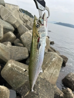 サゴシの釣果