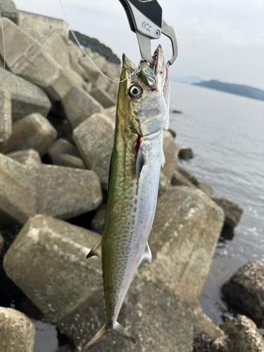 サゴシの釣果