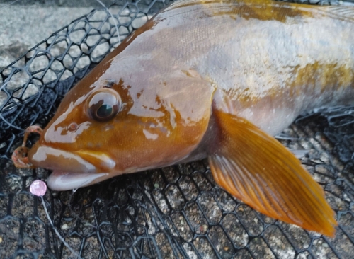 アイナメの釣果