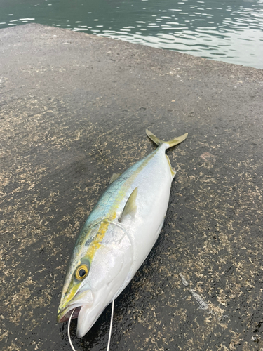 メジロの釣果