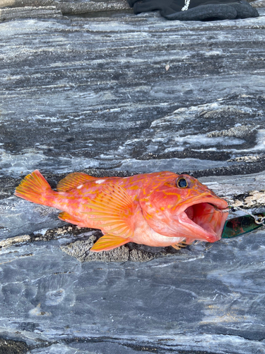 アカハタの釣果