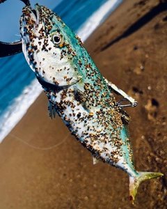 ツバスの釣果