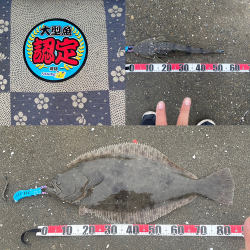 ヒラメの釣果