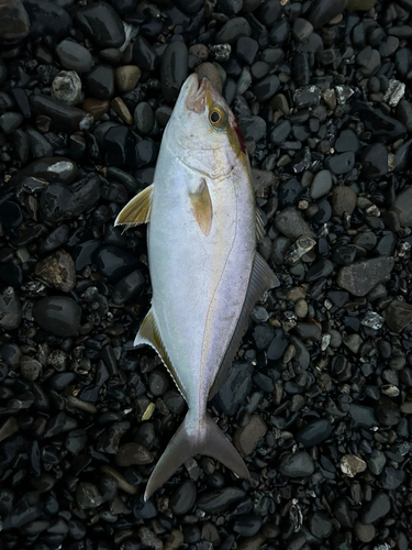 ショゴの釣果