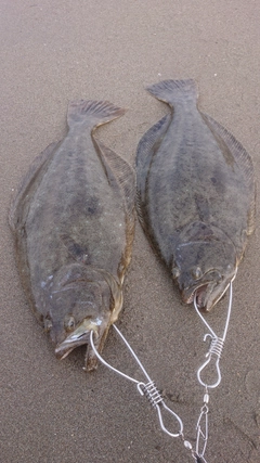 ヒラメの釣果