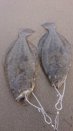 ヒラメの釣果